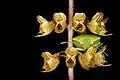 Green stink bug