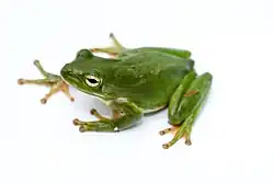 A bright green frog