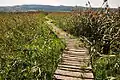 Path to the observation platform