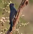 In Kinnerasani Wildlife Sanctuary, Andhra Pradesh, India.