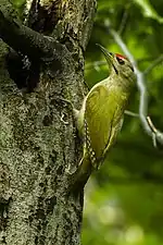 Grey-headed woodpecker