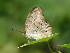 Ventral view