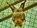 Grey-headed flying fox in captivity