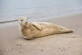 Grey seal on the beach