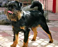 Brussels Griffon