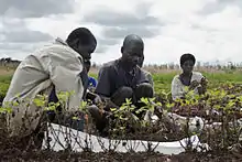 Image 18Harvesting groundnuts at an agricultural research station in Malawi (from Malawi)