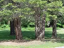 Grove of 80-year-old trees