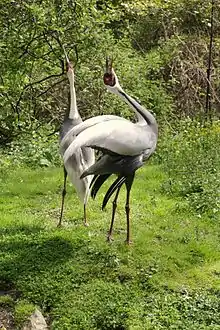 A mated pair performing a "unison call", which strengthens the pair bond and provides a territorial warning to other cranes.