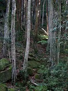 stand of Guioa semiglauca growing on the Illawarra Escarpment south west of Kiama