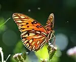 Large orange butterfly with large white spots bordered in black, nectaring on small purple flowers