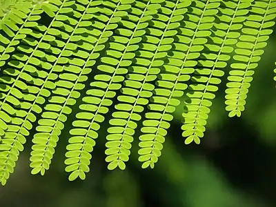 Close-up of part of a leaf