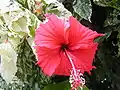 Hibiscus rosa sinensis (Gumamela in Visayan)