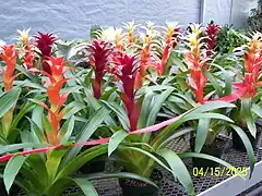 Guzmania - Guzmania lingulata