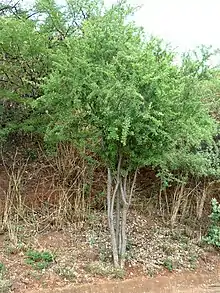 Branch of the tree Gymnosporia buxifolia