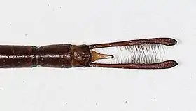 Male anal appendages viewed from above. Note slightly curved tips. Australian Museum specimen K305406