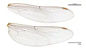 Male wings