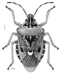 Cermatulus nasalis turbotti