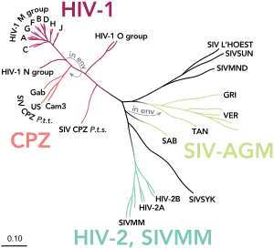 Phylogenetic tree of the SIV and HIV viruses, including HIV-2