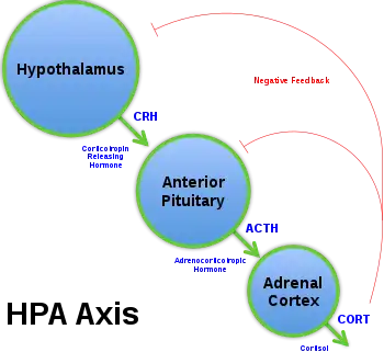 Diagram of the HPA axis