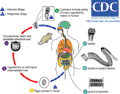 H. nana life cycle.