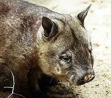 Hairy nosed wombat