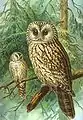 Ural owlStrix uralensis