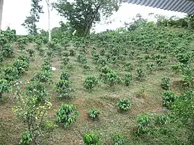 Newly planted coffee trees at Hacienda Lealtad in Lares after Hurricane Maria in 2017 destroyed all its coffee trees