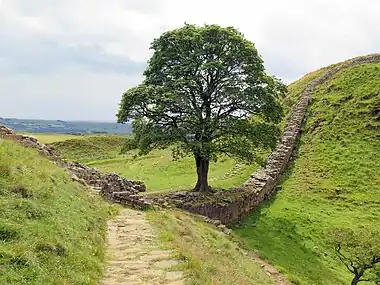 The Sycamore Gap tree, which was felled in 2023 in an act of vandalism (also known as the "Robin Hood Tree", because it appeared in the film Robin Hood: Prince of Thieves)