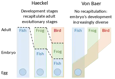 Image 1Embryology theories of Ernst Haeckel, who argued for recapitulation of evolutionary development in the embryo, and Karl Ernst von Baer's epigenesis  (from Evolutionary developmental biology)