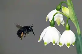 Flower bee (Anthophora plumipes) approaching flowers