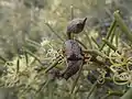 Hakea preissii fruit