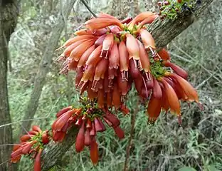 Flowering Halleria lucida tree