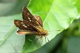 Dorsal view