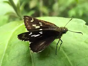 Dorsal view