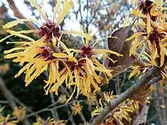 Hamamelis × intermedia 'Harry'