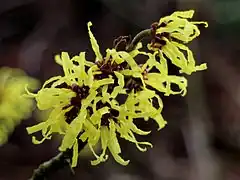 Hamamelis × intermedia 'Angelly'