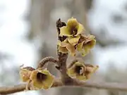 Close-up of persistent calyces in January