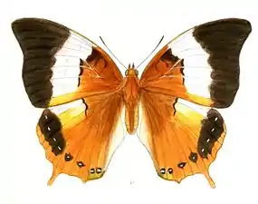 Dorsal view (female)