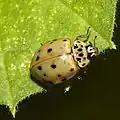 Harmonia quadripunctata – yellowish form