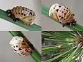 Pupa of Harmonia quadripunctata