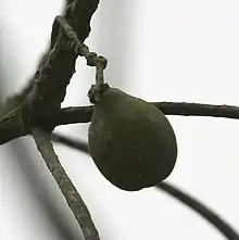 Fruit of T. bellirica