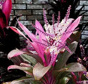 Blossom, Gulf Coast of Texas