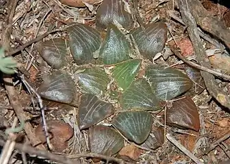 Haworthia bayeri