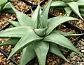 The smooth, blue-green glaucophylla variety from Barberton, South Africa.