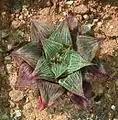 The "acuminata" ("pointed") variety of Haworthia pygmaea, with sharper pointed leaves