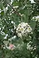 Crataegus azarolus var. aronia in bloom