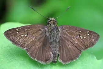 Dorsal view