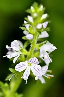 Heath speedwell in Pennsylvania