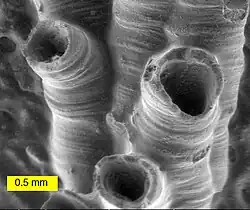 SEM image of a hederelloid from the Devonian of Michigan (largest tube diameter is 0.75 mm). The SEM is used extensively for capturing detailed images of micro and macro fossils.