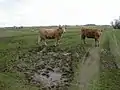 Heifers and sheep